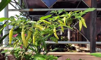 chili tree in the yard photo