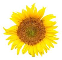 Close up photo of single fresh beautiful yellow sunflower isolated on white background with clipping path
