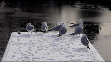 Siete gaviotas en pie en nieve muelle por el lago, invierno en Canadá video