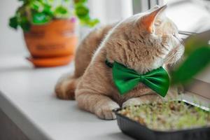 A beautiful peach cat with a green butterfly on his neck lies on the window near the pot with a flower. Spring holiday St. Patrick's Day and pets photo