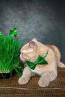 Funny peach cat lies on near the sprouted grass for animals with the symbol of St. Patrick, the shamrock. Spring holiday St. Patrick's day and pet photo