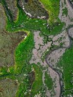 Levington lagoon nature reserve at low tide photo