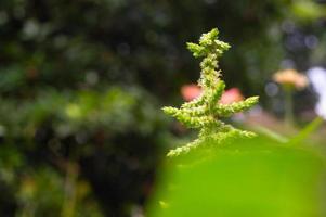 close up of green spinach plant flower photo