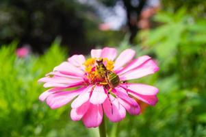 flowers bloom and grasshoppers perch on them photo