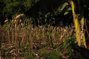 view of a traditional corn plantation that is ready to be harvested photo