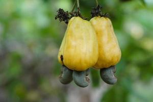 Yellow cashew apple fruits are hanging on branch. Concept, economic , export agricultural crops in Thailand. Summer fruits that can be processed to food industry. photo