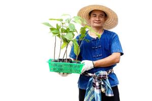 contento asiático hombre granjero sostiene verde cesta de joven plantas, preparar a crecer en jardín. concepto , económico bosque plantación. jardinería. bosque y ambiente conservación. Vamos verde para el mundo foto