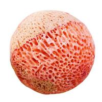 ball from pink sponge coral gemstone isolated photo