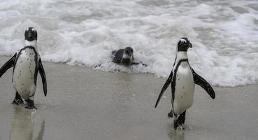 Penguins swim to shore near Cape Town, South Africa. photo