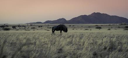 A lone Buffulo in a plain in Namibia. photo