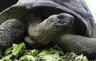 A Turtle on Turtle Island near Zanzibar, Tanzania. photo