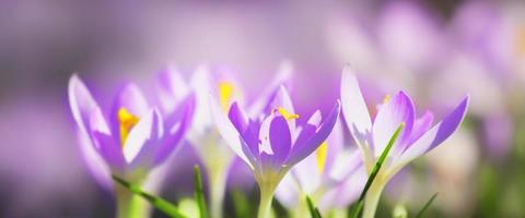 Blooming purple crocus flowers in a soft focus on a sunny spring day photo