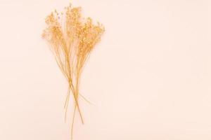 bunch of natural dried twigs of plant on pink photo