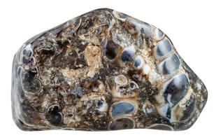 pebble of turritella agate from Madagascar photo