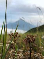 Various kinds of mountain wild plants. photo