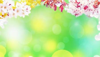 Beautiful nature view of spring flowering trees on blurred background. photo