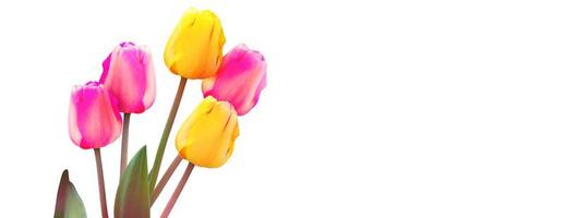 Beautiful tulips. Spring nature background for web banner and card design. photo