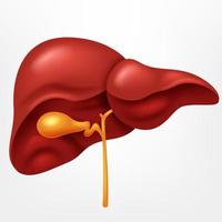 Human liver in digestive system illustration vector