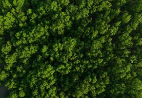 Aerial top view of mangrove forest. Drone view of dense green mangrove trees captures CO2. Green trees background for carbon neutrality and net zero emissions concept. Sustainable green environment. photo