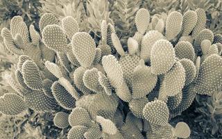 Cacti in South Africa's gardens. photo