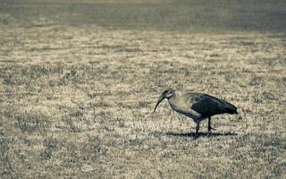 Hadada ibis, birds in South Africa. photo