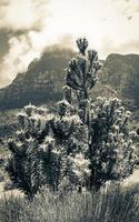 Silver tree Leucadendron argenteum in Kirstenbosch National Botanical Garden. photo