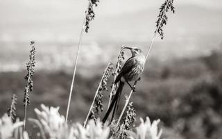 Cape Sugarbird sentado en plantas flores, jardín botánico nacional kirstenbosch. foto