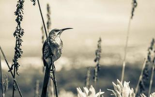 Cape sugarbird sitting on plants flowers, Kirstenbosch National Botanical Garden. photo