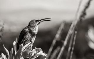 Cape sugarbird sitting on plants flowers, Kirstenbosch National Botanical Garden. photo