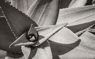 Aloe Vera cactus plant, Cape Town, South Africa. photo