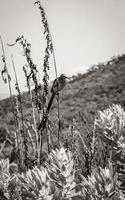 Cape Sugarbird sentado en plantas flores, jardín botánico nacional kirstenbosch. foto