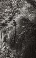 Cape Sugarbird sentado en plantas flores, kirstenbosch. foto