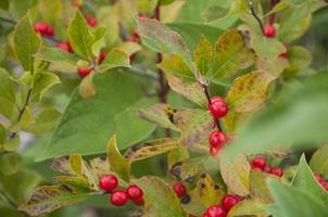 Bright red berries in autumn photo