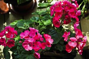 Geranium or pelargonium flowers on a background of greenery with the red color photo