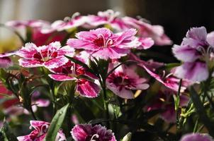 Colorful Dianthus in the sunshine. Red, pink and white colors on petals photo