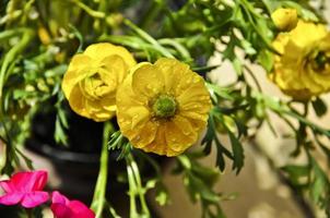 Ranunculus with bright yellow color in the sunlight. Water drops shinning on their petals photo