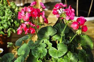 Red geranium or pelargonium flowers with beautiful green leaves. Potted plants in the sunshine. photo