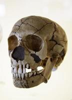 Prehistoric human skull photo