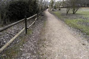 Wooden railing in the forest photo