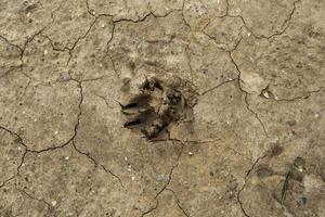 Dog footprint in the mud photo