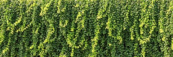 Creeping plant on wall background photo