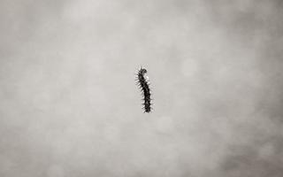 Hanging caterpillar on the tree with dark green background. photo