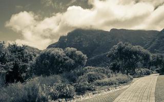 jardín botánico nacional kirstenbosch, ciudad del cabo, sudáfrica. foto