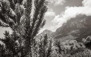 Silver tree Leucadendron argenteum, Kirstenbosch National Botanical Garden. Panorama. photo