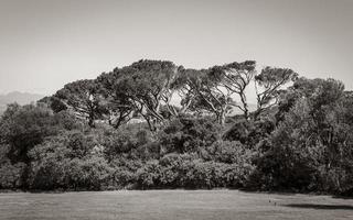 Huge South African trees in Kirstenbosch Botanical Garden, Cape Town. photo