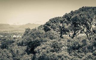 Huge South African trees with Cape Town panorama, Kirstenbosch. photo