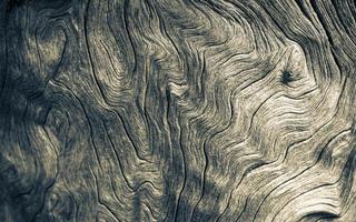 Beautiful curved tree texture from Cape Town, South Africa. photo