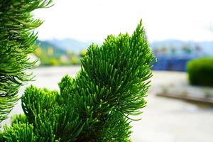 Chinese Juniper, Juniperus chinensis Plant Background photo