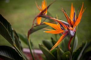 Birds of Paradise photo