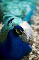 A peacock resting photo